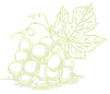 grape illustration