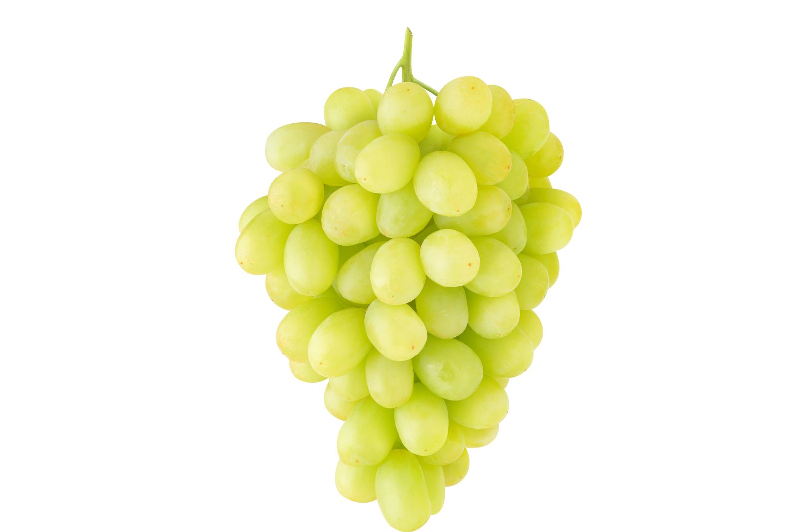 Thompson Seedless
